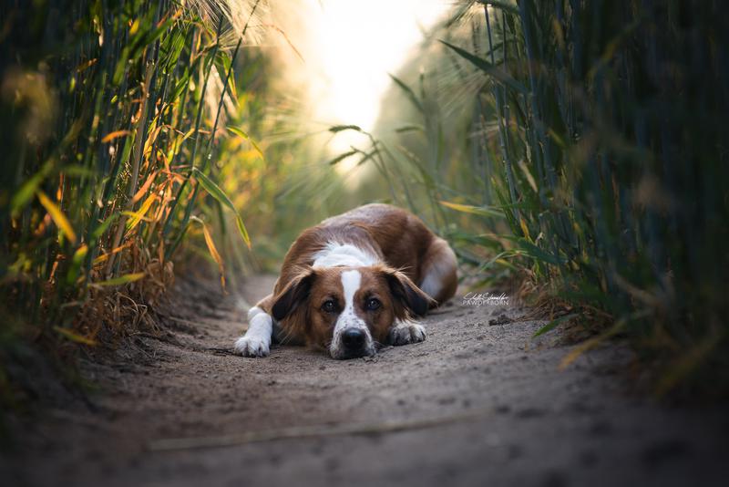 Hundefotografie: Appenzeller-Bordercollie Mischlingshündin mit abgelegtem Kopf, fotografiert in einem Getreidefeld in Delbrück.