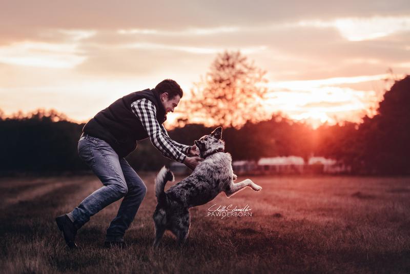 Fotograf für Hunde: Foto von einem Mann und einem Australian Shepherd Hund gemeinsam im Bewegung im Lauf und Action über eine Wiese vor dem roten Licht des Sonnenuntergangs