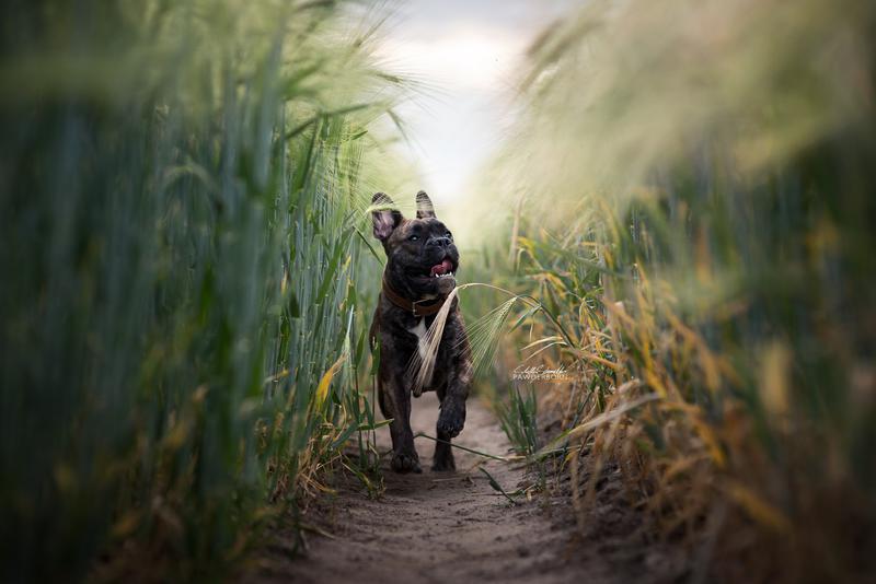 Professionelle Hunde Actionfotografie: eine französische Bulldogge rennt durch die Spur einer Weg-Schneise in einem Korn Getreidefeld bei Borchen