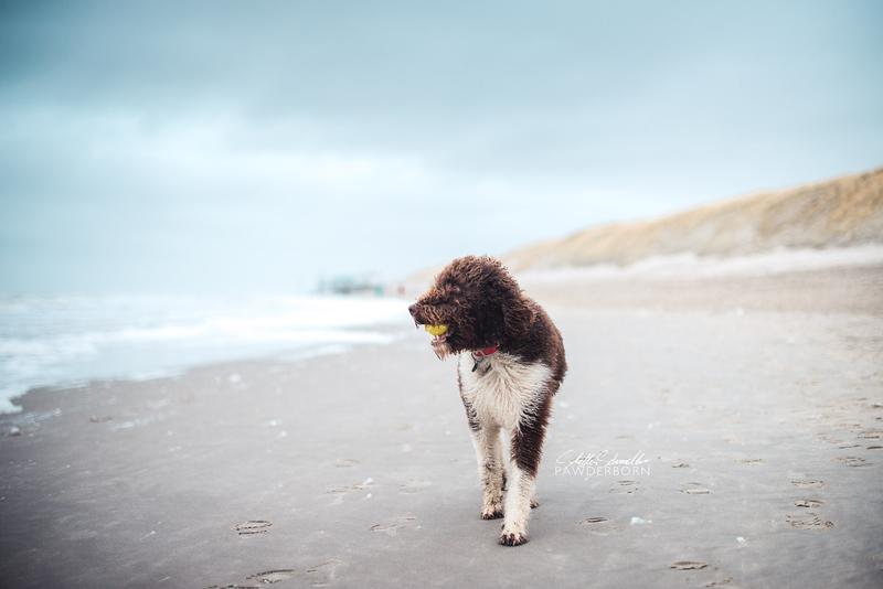 Hundefotografie am Meer: Hund mit Ball im Maul läuft in der nähe des Wassers über den Sandstrand in Callantsoog in den Niederlanden.