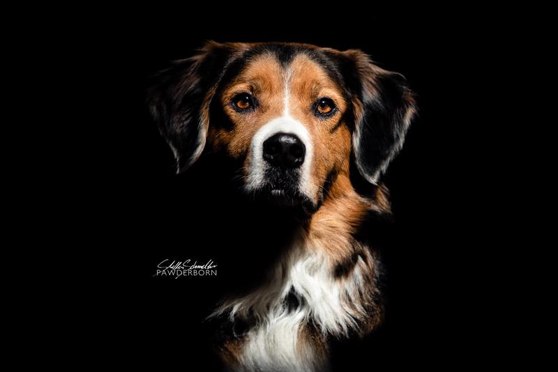 Studio Portraitfotografie von Hunden: professionelle ausdrucksstarke Portraitaufnahme eines Hundes mit Blitzlicht ausgeleuchtet im Fotostudio vor schwarzem Hinterund