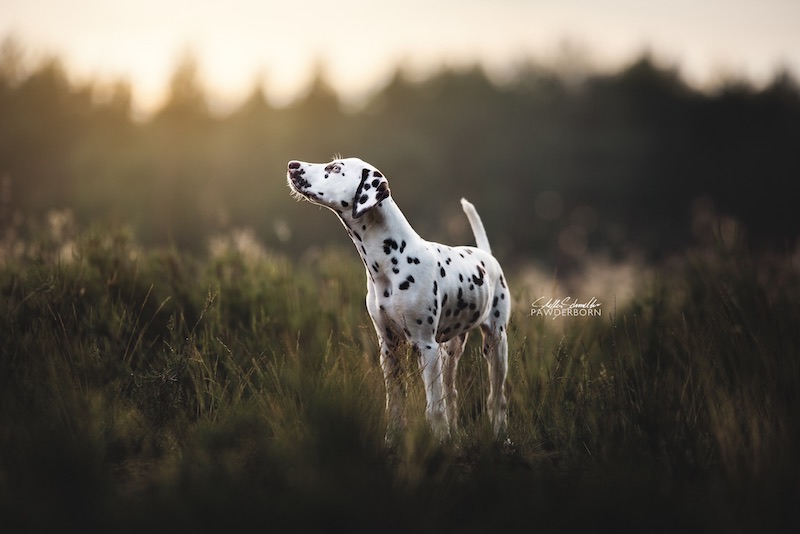 Foto von Hundefotografie des Fotografen Pawderborn eines 18 Wochen alten Dalmatinerwelpen stehend in der verblühten Heidelandschaft der Senne bei Paderborn
